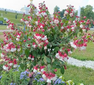 A bush with numerous pink and white flowers is surrounded by a well-maintained garden with colorful plants, a fountain in the background, and some trees visible.