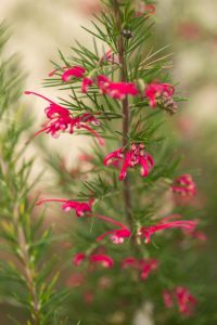 Close-up of a Grevillea rosmarinifolia 'Rosemary Grevillea' plant, showcasing its thin green leaves and small bright red flowers for a detailed view of its foliage and blossoms.