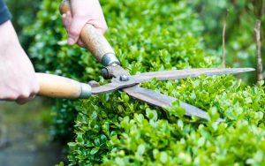 Close-up of hands using wooden-handled hedge shears to trim a green hedge, showcasing expert garden design in action.