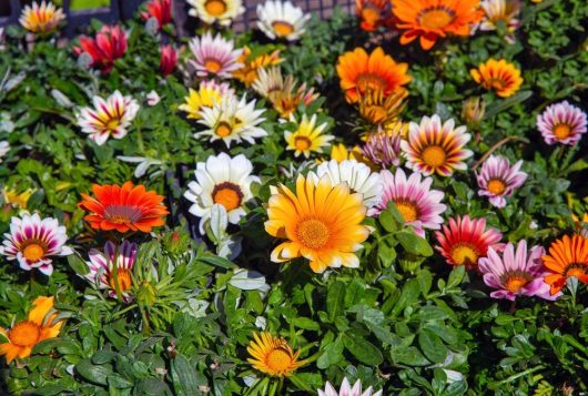 A vibrant assortment of orange, yellow, pink, and white daisy-like Gazania 'New Day Mix' flowers in full bloom, surrounded by lush green foliage in a 6" pot.