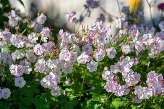 The Geranium 'Biokovo' in a 6-inch pot features a cluster of pale pink and white flowers blooming amidst green foliage under sunlight.