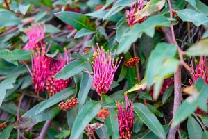 The Grevillea 'Crimson Carpet' in a 6" pot features bright pink, long, spiky blooms and green leaves, creating a striking display against a bushy backdrop of foliage and flower buds.