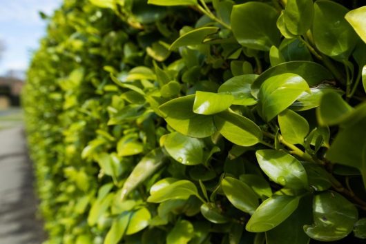 Close-up of a dense green hedge with vibrant leaves, slightly wet with droplets of water, lining a path.