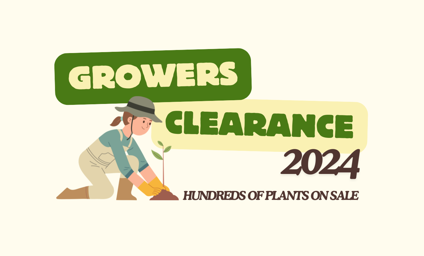 Illustration of a person planting a seedling, accompanied by text: "Winter Plant Clearance Sale 2024" and "Hundreds of Plants on Sale.