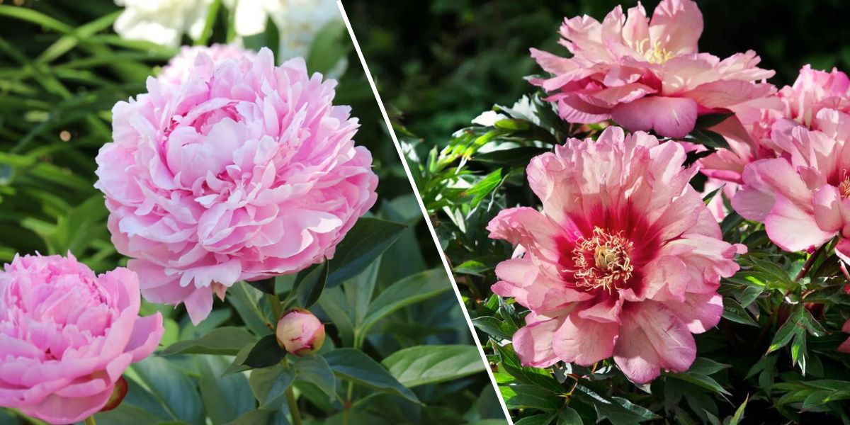 An image split into two shows pink flowers blooming among green foliage: peonies on the left with more petals, and a new peony rose on the market, a different variety of pink flowers with red centers, on the right.