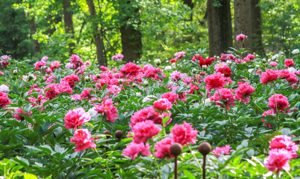 A dense field of blooming pink and white flowers, including the new peony rose on the market, surrounded by lush green foliage and trees in the background.