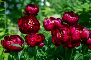 Close-up of vibrant new peony rose on the market, in full bloom surrounded by lush green foliage.