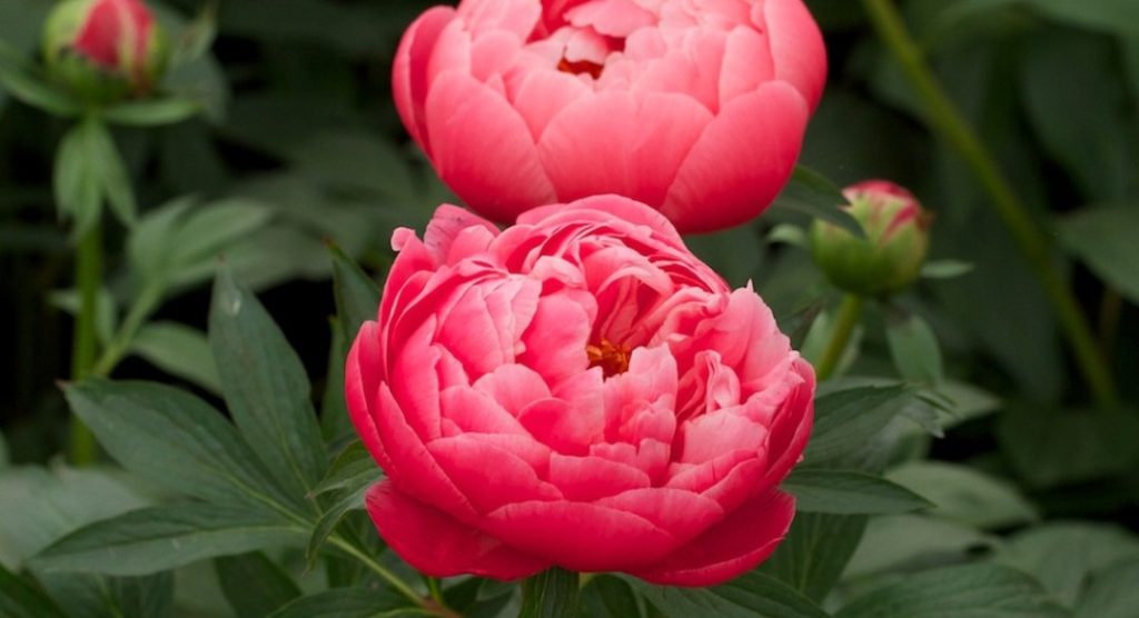 Two vibrant pink peonies in full bloom with lush green foliage in the background, showcasing a solution to common garden design problems.