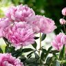 A cluster of blooming pink peonies with green leaves against a blurred green background presents a serene escape, even amidst common garden design problems.