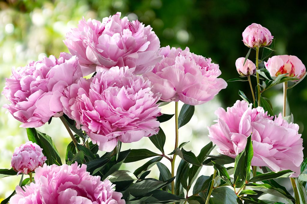 A cluster of blooming pink peonies with green leaves against a blurred green background presents a serene escape, even amidst common garden design problems.