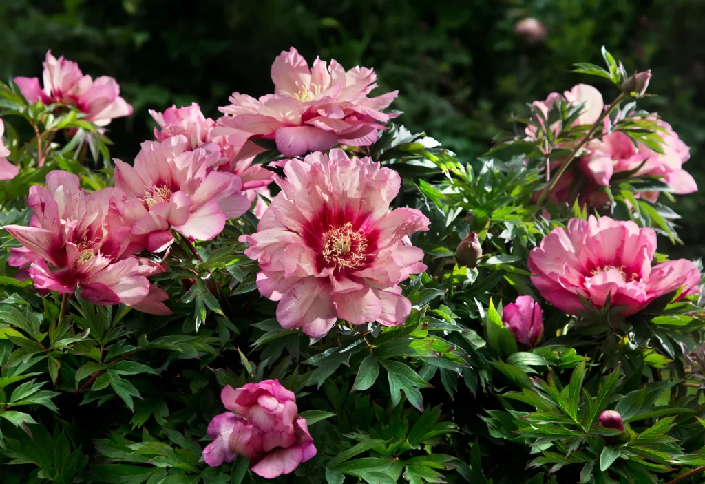 A cluster of pink peonies in full bloom, surrounded by green foliage and varying degrees of blooming buds, showcases a solution to common garden design problems. ITOH Peonies