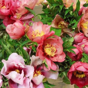 A close-up of vibrant pink and red peonies with green foliage offers a solution to common garden design problems, creating a stunning focal point.