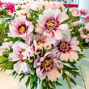 A bouquet of light pink flowers with yellow centers and green leaves is displayed indoors among other similar floral arrangements, offering a beautiful solution to common garden design problems.