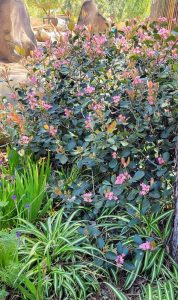 In a garden, a lush **Rhaphiolepis 'Rajah' Indian Hawthorn 8" Pot** bush with pink flowers and dark green leaves stands out, surrounded by various other plants. Trees loom gracefully in the background.