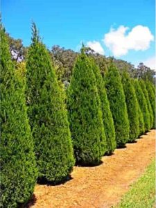 A row of tall, conical evergreen trees stands along a dirt path under a bright blue sky with clouds. An area of green grass is visible in the foreground.