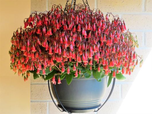 Hanging basket featuring the Kalanchoe 'Freedom Bells' 5", displaying vibrant lush green leaves and clusters of small, red tubular flowers. The background is set against a brick wall bathed in sunlight.