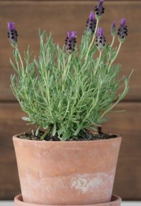 A Lavender 'Little Posie Purple' plant in a 6-inch terracotta pot, showcasing its vibrant purple flowers and lush green leaves, set against a wooden background.