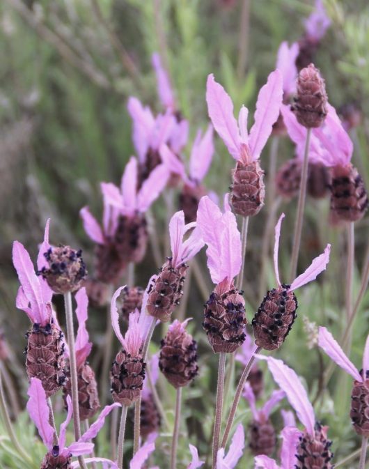 A close-up of blooming pink flowers with elongated petals and dark centers, set against a backdrop of lush greenery; nearby, the Lavandula 'Silver Lining Love' Lavender in a 6" pot adds a delicate touch to this serene scene.