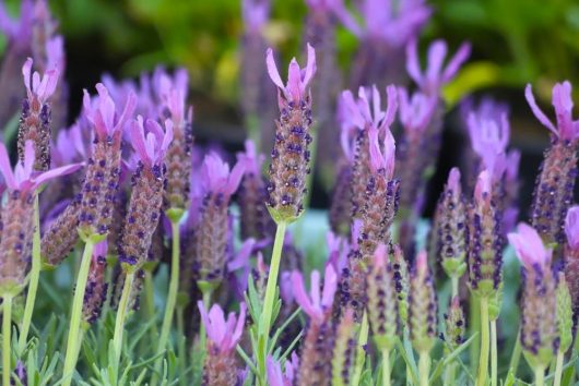 Lavandula 'Silver Lining Love' Lavender 6" Pot, with its tall stems and vibrant purple flowers in full bloom, set against lush green foliage, perfectly embodies the essence of Silver Lining Love.