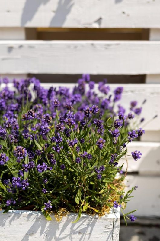 A Lavandula 'Ploughman's Blue' French Lavender 4" Pot, filled with blooming flowers in vibrant hues, is placed in front of a white wooden wall.