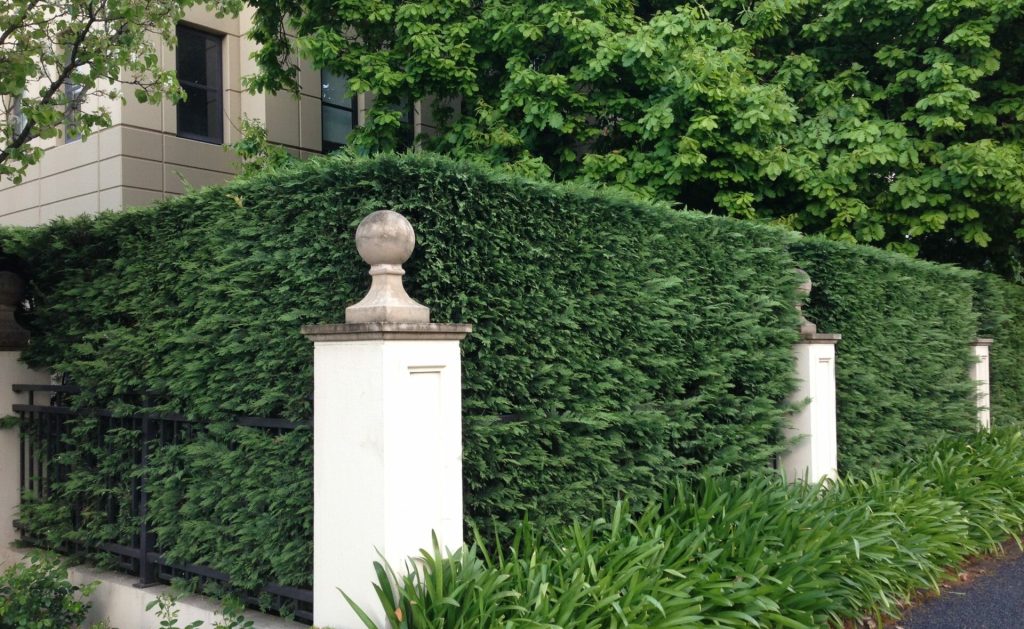 A well-trimmed green hedge stands behind a white concrete fence with stone finials, framed by leafy trees and a flower bed, showcasing impeccable garden design.