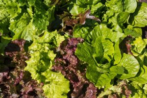 Close-up view of a garden bed with various green and red leafy lettuces growing, including some from the Lettuce 'Caesar Salad Mix' 4" Pot.