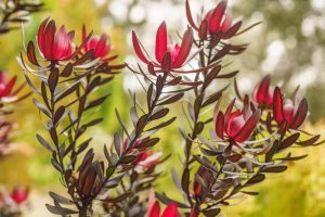 Close-up of red and green leaves on tall, slender branches against a blurred natural background.