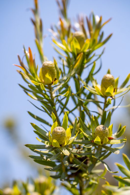 Close-up of a Leucadendron 'Gypsy™ Red' plant with elongated green leaves and small yellowish-green cone-shaped flowers, all set against a clear blue sky. The beauty of this Leucadendron 'Gypsy™ Red' 6" Pot shines through even if it's planted in a simple container.