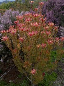 A colorful plant with orange and pink flowers stands among green foliage and purple flowering plants in a garden setting.