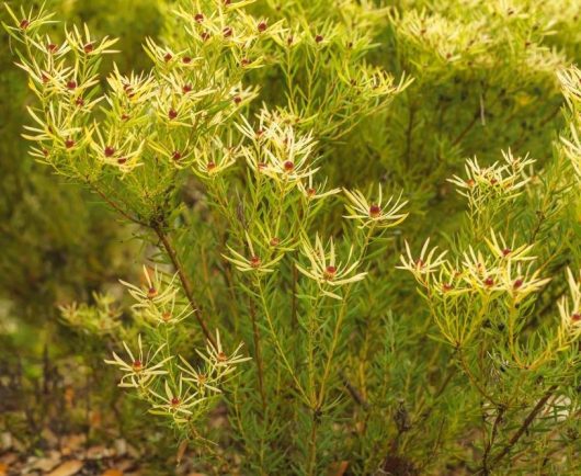 Close-up of a bush with thin green leaves and small, round, reddish-brown flowers on multiple branches against a blurred green background.