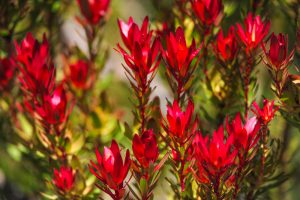 Bright red Leucadendron flowers with green foliage in the background, captured in natural daylight.