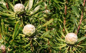 Close-up of a plant with elongated green leaves and three round, white and pinkish seed pods.