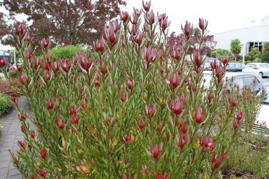 A dense bush with thin green leaves and numerous red-tipped buds grows in front of a row of parked cars on a cloudy day.