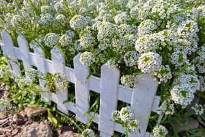 The Lobularia 'White' Sweet Alyssum, available in a 4" pot, blooms with small white flowers that grow densely around a white wooden picket fence. At the base of the fence, rocks and mulch add to the charming garden scene.