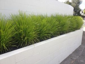 A row of green ornamental grass is planted in a white, raised concrete planter along a white wall.