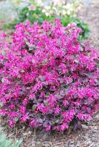 A bush with bright pink flowers and dark green leaves, thoughtfully placed in a garden bed with mulch, exemplifies elegant garden design.