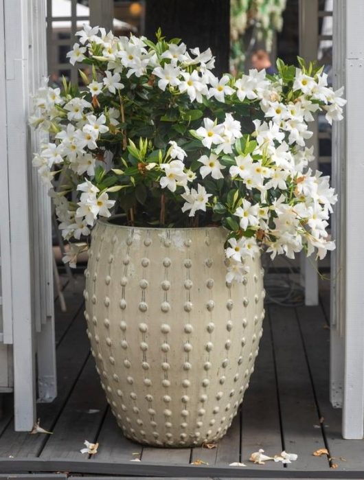 A large, 16-inch cream-colored textured ceramic pot, planted with a Pittosporum 'Perfect Pillar' and blooming white flowers, sits gracefully on a wooden deck.