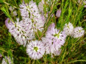 A close-up of blooming fairy duster flowers showcases fringed pinkish-white petals against a backdrop of green foliage, reminiscent of the delicate blooms found on the Melaleuca 'Pink Honey Bracelet Myrtle' in a 6" pot.