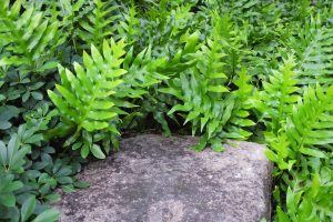 A variety of lush green fern plants grow around a large flat stone.