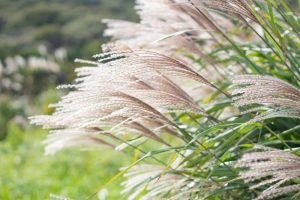 Close-up of Miscanthus 'Kleine Fontaine' Chinese Silver Grass in a 7" pot, with its feathery plumes bending in the wind, set against a blurred green background.