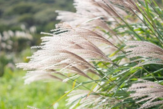 Close-up of Miscanthus 'Kleine Fontaine' Chinese Silver Grass in a 7" pot, with its feathery plumes bending in the wind, set against a blurred green background.