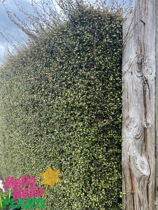 A tall, dense hedge, showcasing a Muehlenbeckia 'Maidenhair Creeper' in a 3" pot, grows beside a wooden post under a cloudy sky, with the "Hello Hello Lawns" logo placed at the bottom left corner of the image.