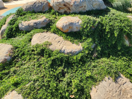 Large rocks with lush green ground cover plants, such as the Myoporum 'Yareena™' grown from a 3" pot, sprouting between them in a landscaped area.