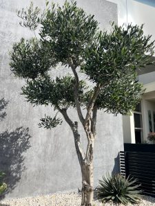 An olive tree stands against a modern, gray concrete wall with pebbles and succulents at its base.