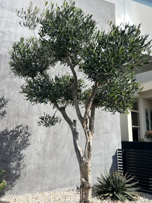 An olive tree stands against a modern, gray concrete wall with pebbles and succulents at its base.