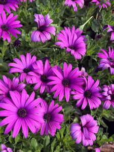 A cluster of vibrant purple daisies with dark centers surrounded by lush green foliage.