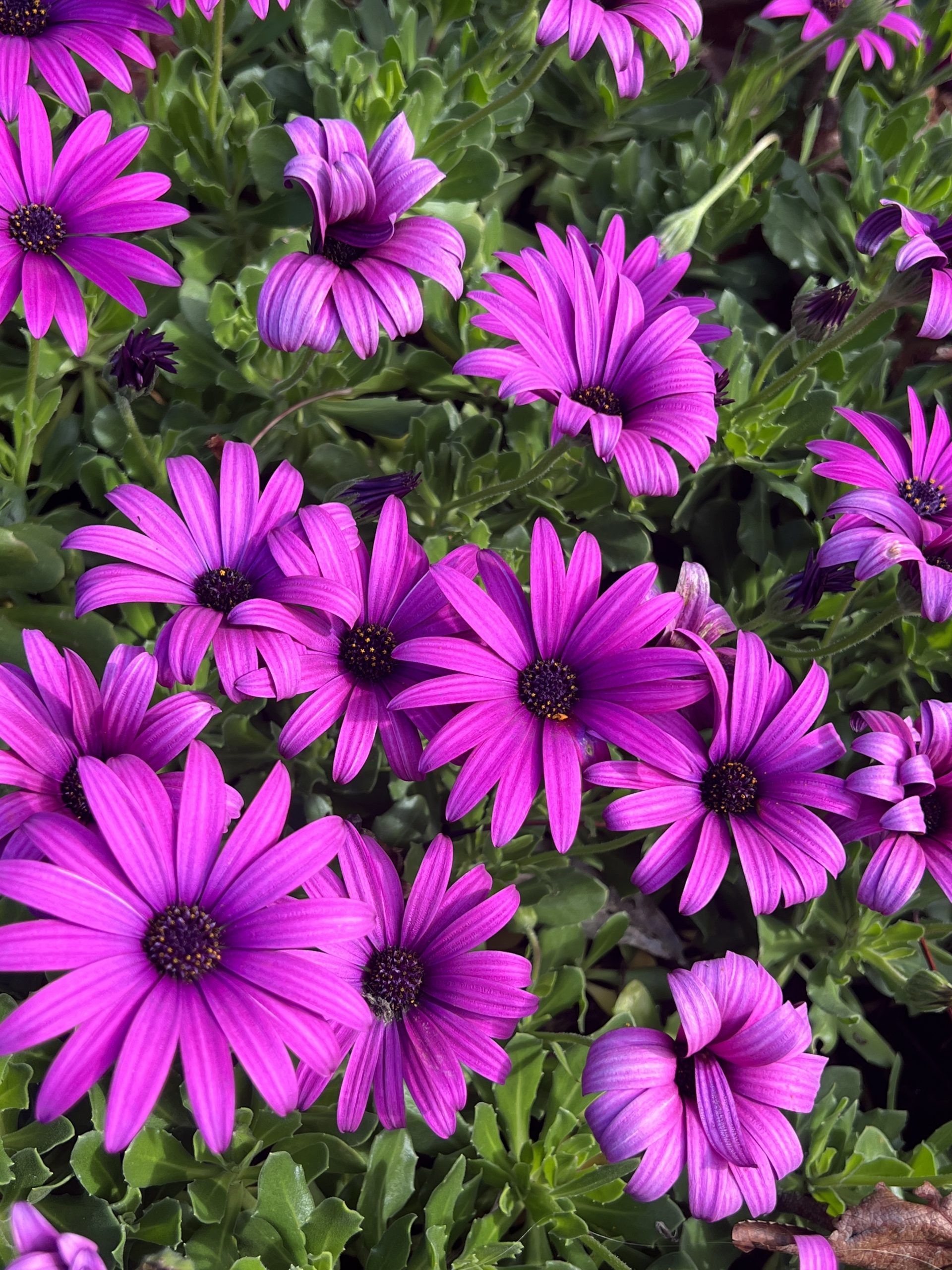 A cluster of vibrant purple daisies with dark centers surrounded by lush green foliage.