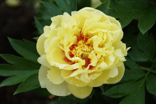 A close-up of a Paeonia 'Leda' Peony Rose in an 8" pot, with green leaves in the background.