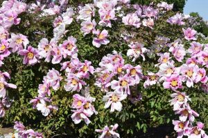 A lush bush adorned with blooming pale pink Paeonia 'Harvest' Peony Rose flowers with yellow centers, set against a backdrop of green leaves and trees, all thriving beautifully in an 8" pot.