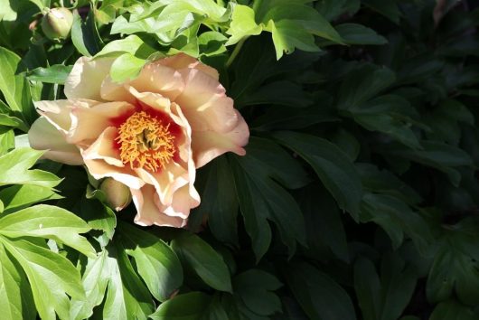 A Paeonia 'Harvest' Peony Rose in an 8" pot, showcasing pale pink petals with a bright yellow center, is blooming amidst green foliage in partial shade.